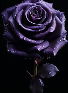 19cfa201db231d514a6ea69cf69b1918-1