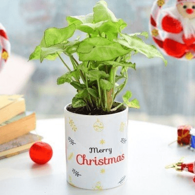 Housewarming Gifts Online for a Memorable Griha Pravesh