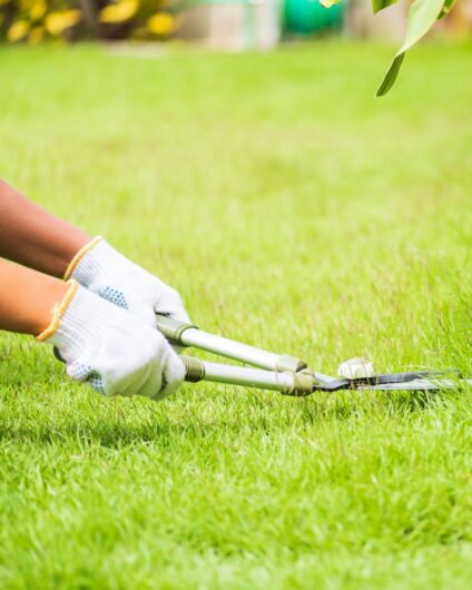 Reliable Lawn Care Services in Minneapolis