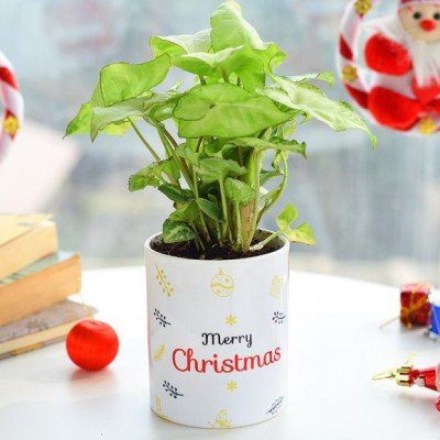 Best Housewarming Gifts for Every Style and Budget
