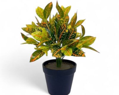 Aplant1239b-800×800-1