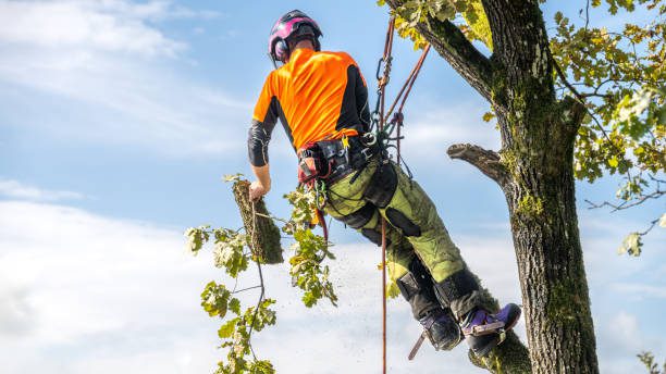 Certified Arborist Expert for Tree Removal and Pruning by Taylors Tree