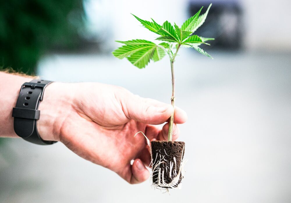 Clones for Sale near me