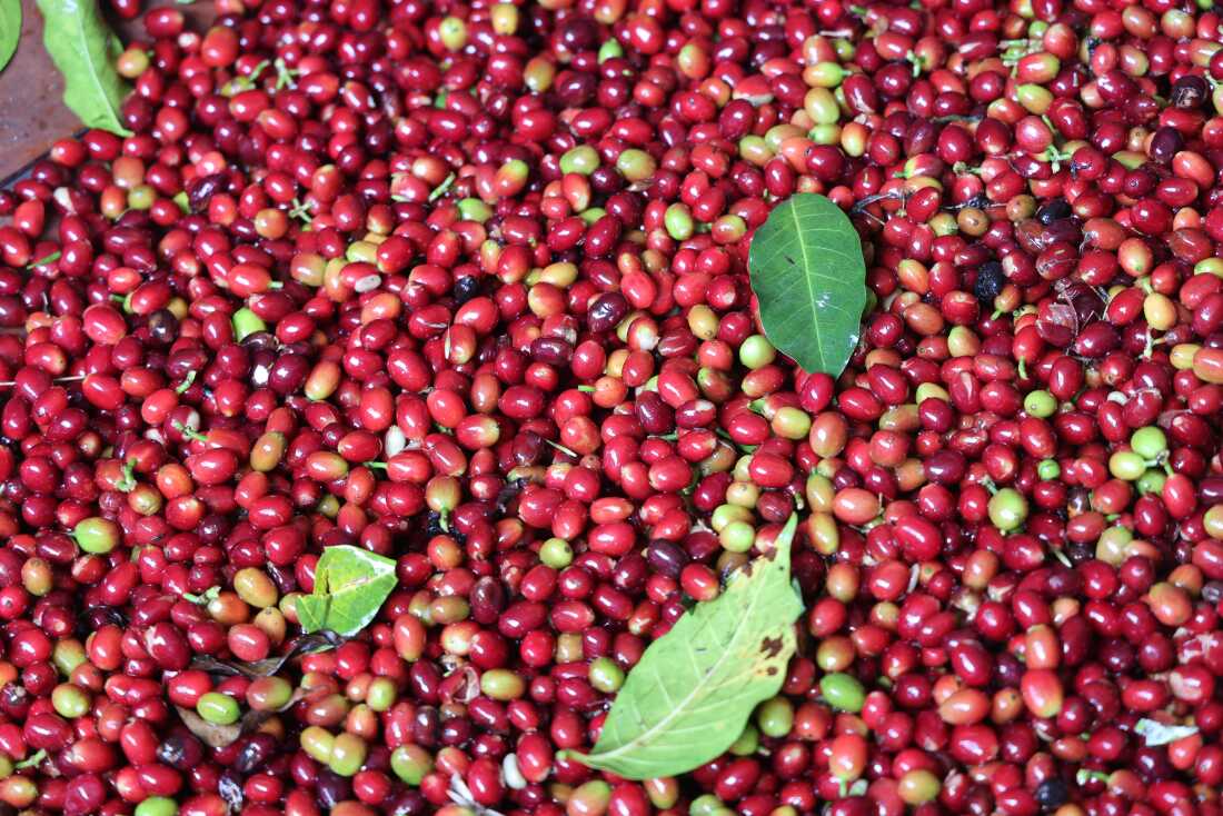 Price for 1kg +256790560642 Arabica coffee Riyadh Greece Pretoria