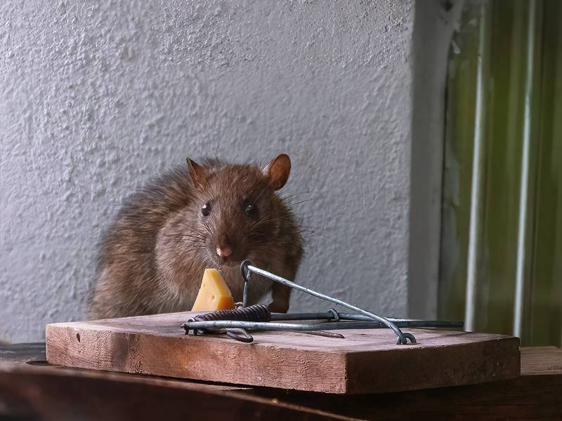 Pest Control Datchet