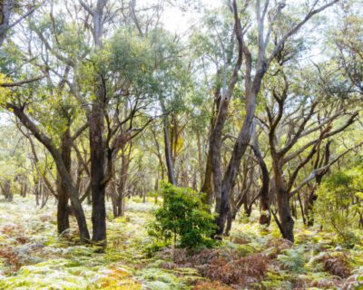 Arborists-Mornington-Peninsula