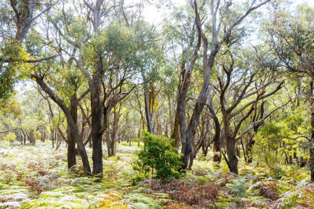 Emergency & Routine Tree Care by Arborists Mornington Peninsula