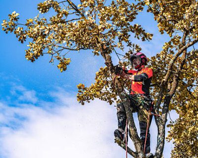 Local-Tree-Pruning-Services