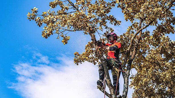 Expert Local Tree Pruning Services – Fully Insured Arborist Care