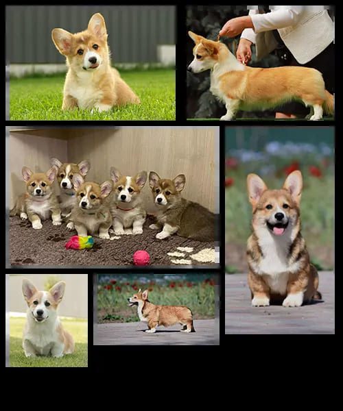 Top Quality Corgi Puppies for Sale in Illinois – Champion Bloodlines!