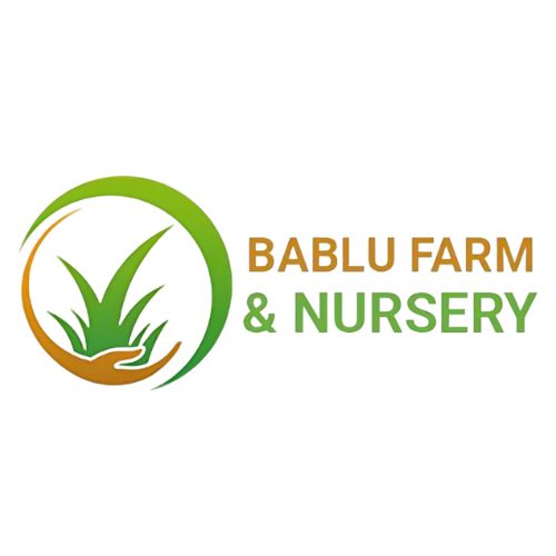 Bablu Farm and Nursery – Trusted Natural Grass Supplier in Delhi