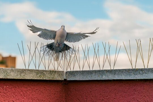 Bird spikes in dubai