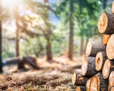 logging-company-by-Burkys-logging-4