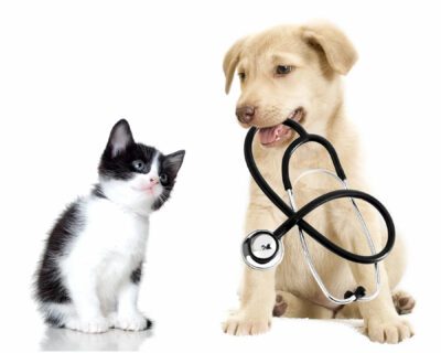 park-hills-animal-hospital