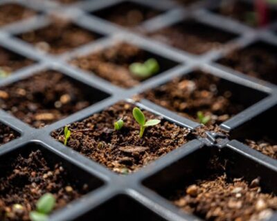 seed-starting-trays