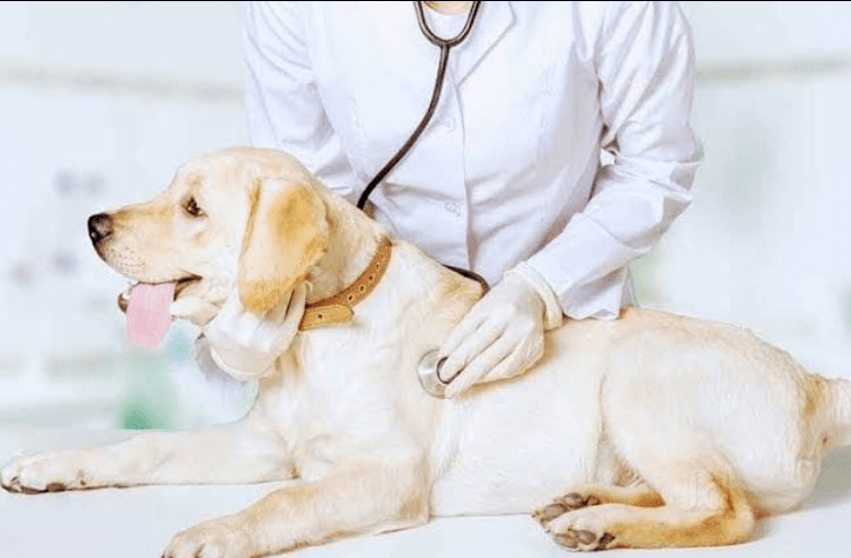 Your Go-To Pet hospital in Noida | RK Pet Clinic