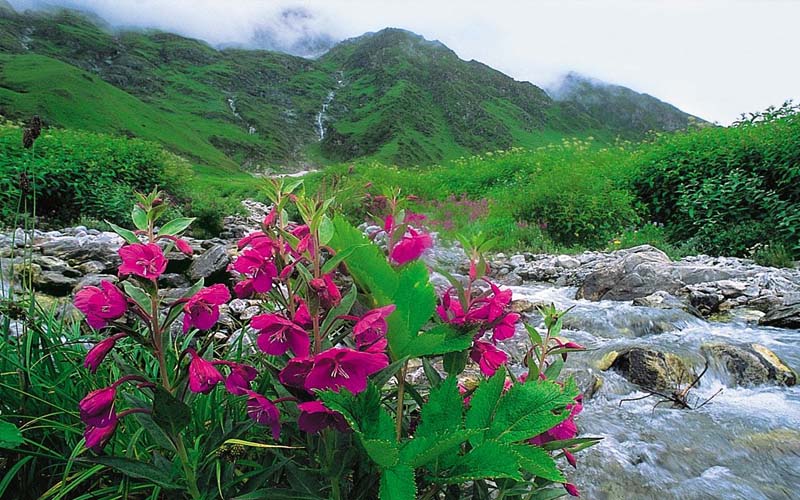 Valley of Flowers Trek Package