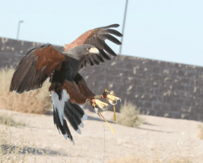 665359_10152260787500323_2147198604_o-1-1