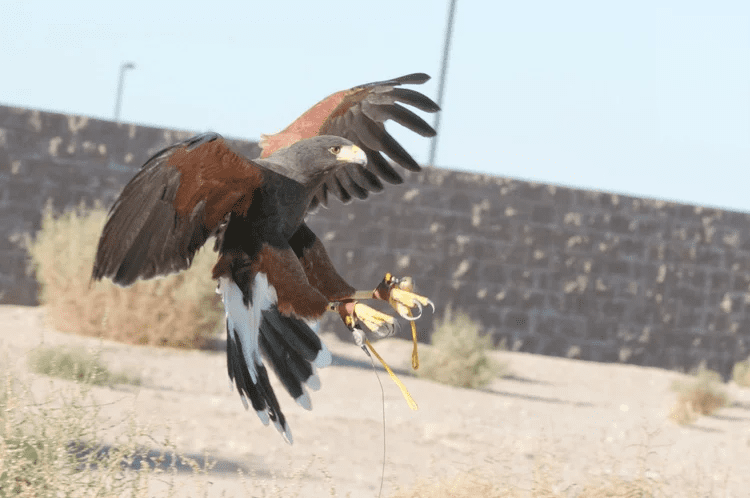 Effective Falconry Pigeon Control Services by Black Talon LLC