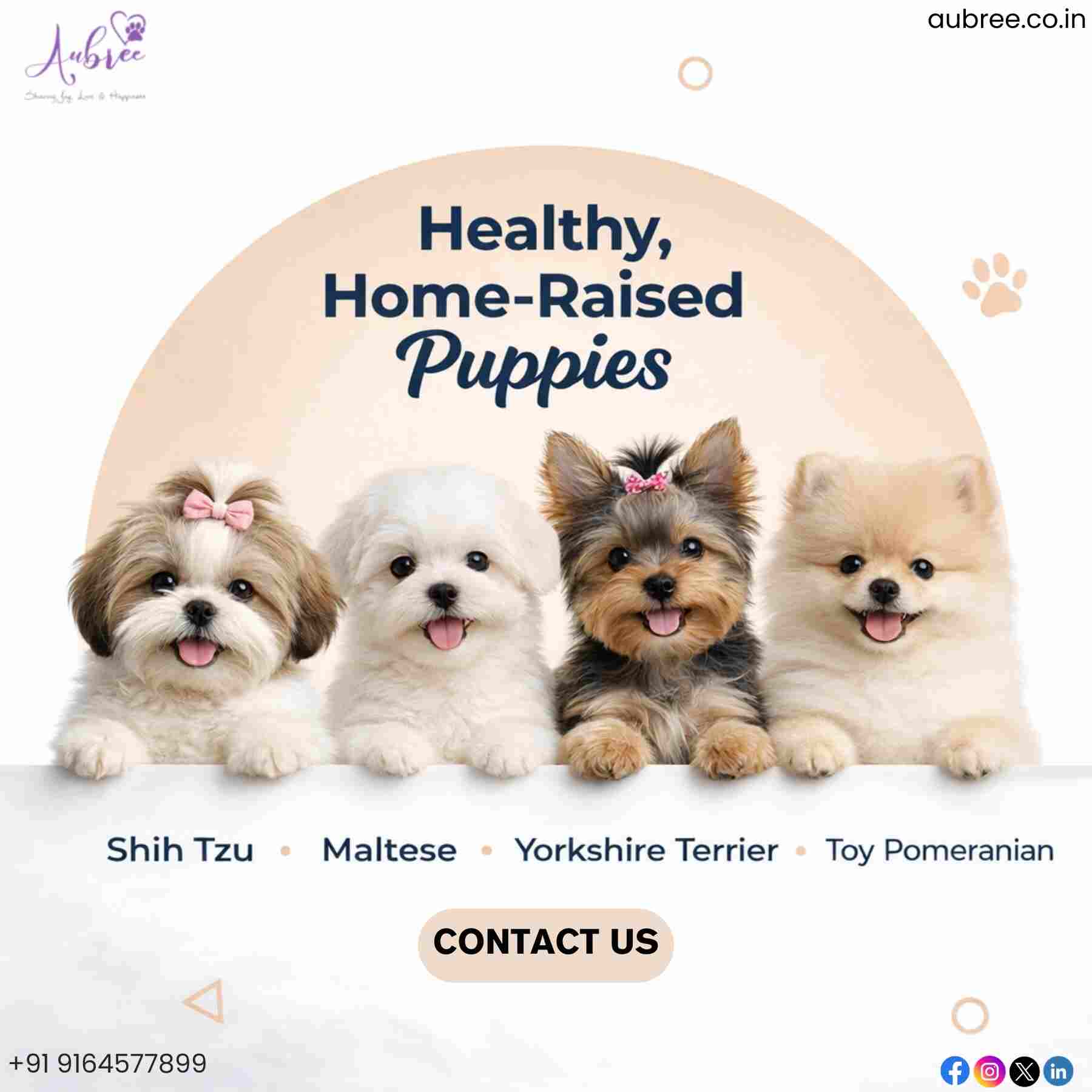 Premium Puppies for Sale in Bangalore | Aubree.co.in