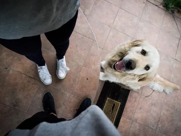 Professional Dog Walker Near Me | Reliable Pet Walking Services