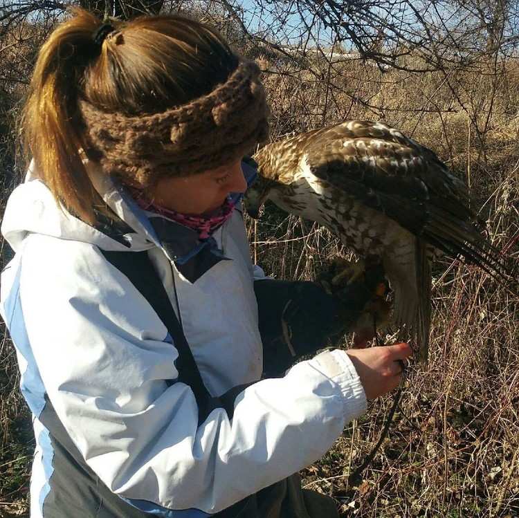 Falconry Bird Abatement – Natural, Powerful & Eco-Smart Bird Control