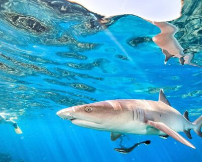 Snorkel-with-Sharks-Fiji