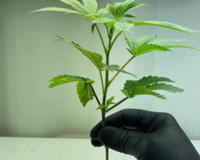 Where-Can-I-Buy-Clones