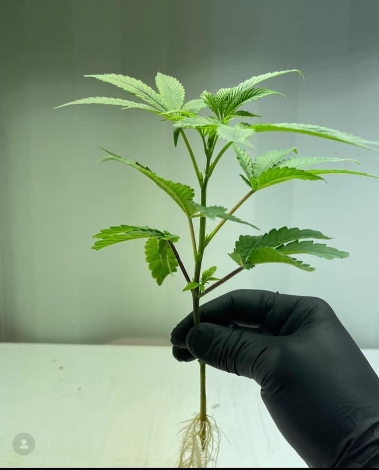 Where to Buy Clones