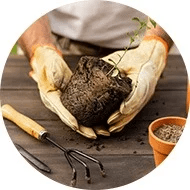 fertilizing-lawn-in-the-spring