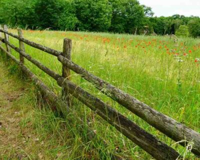 view-grass-field-with-green-trees-background1