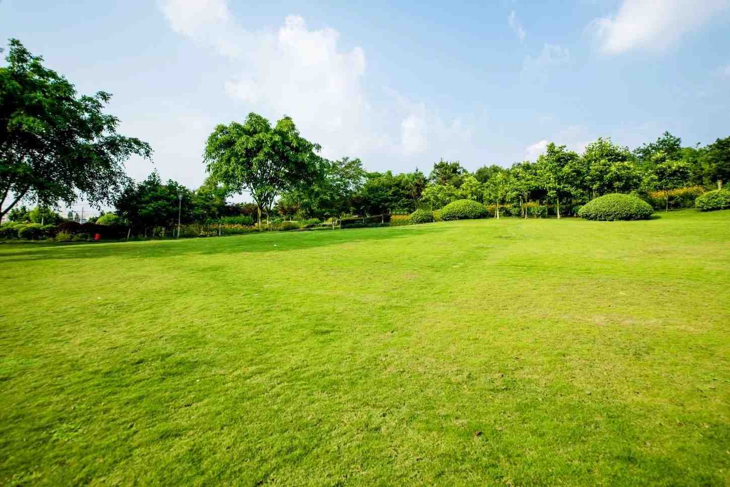 Expert Lawn Services Saginaw to Improve Curb Appeal