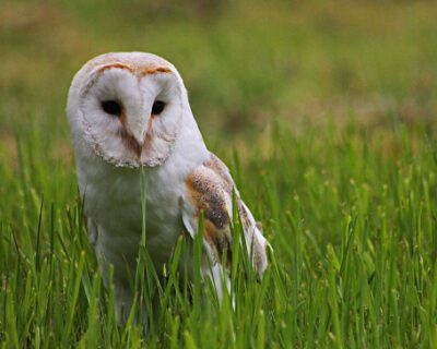 organic-pest-control-for-garden