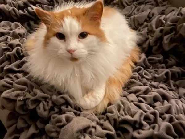 Quality Affordable Pet Sitting Chesterfield at Great Rates