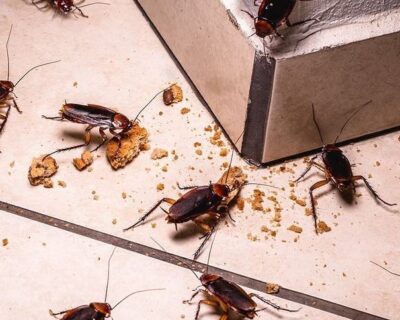 cockroaches-control
