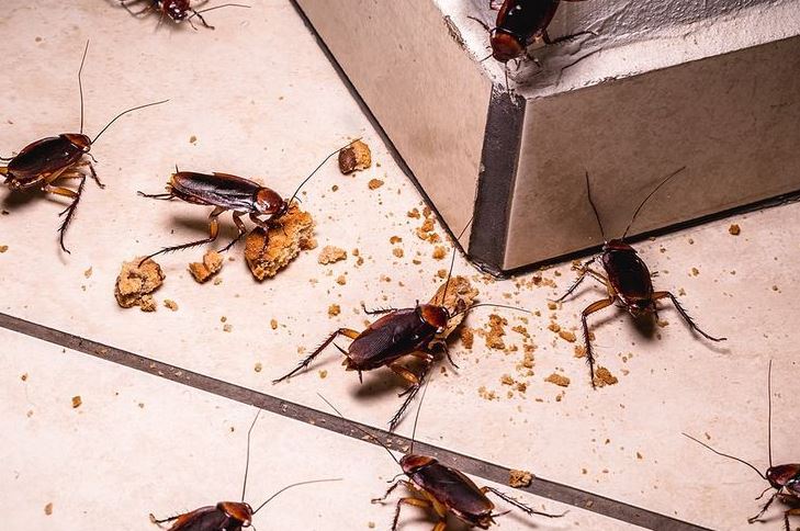 Roach Killer Services