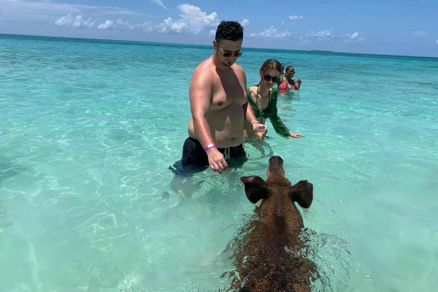 Enjoy Fun Island Adventures with the pigs in the bahamas swimming
