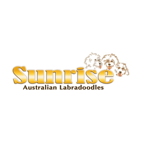 Sunrise Australian Labradoodles