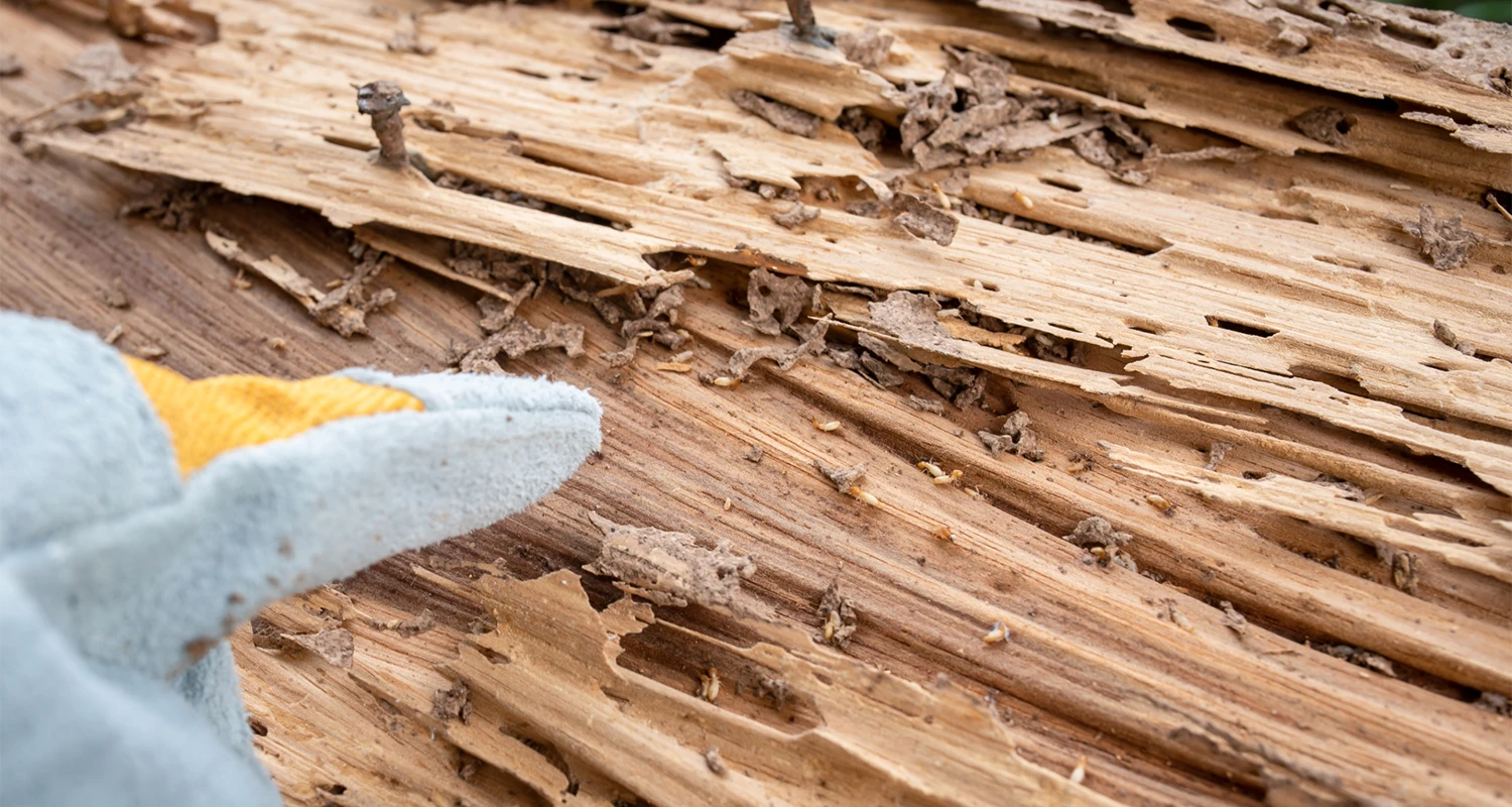Professional Legal Review Team Plus Termite Damage Expert Witness