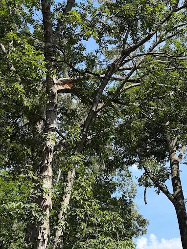 G & C Tree Service LLC